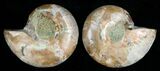 Small Desmoceras Ammonite Pair #5307-1